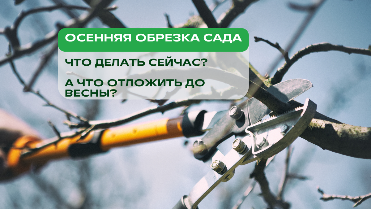 Осень — время навести порядок в саду, но важно понимать, какие культуры можно обрезать сейчас, а какие лучше оставить до весны.