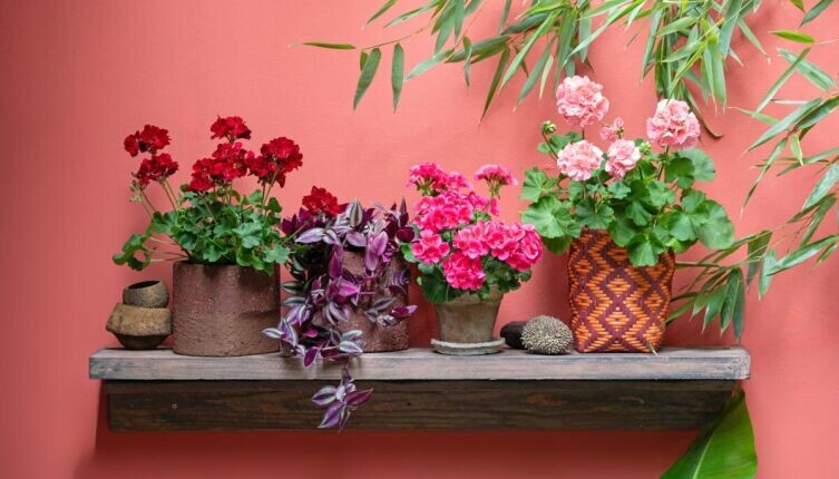    Цветы в горшке, цветущие долго: какое растение лучше выбрать? Фото: Charlotte Cowell on Unsplash