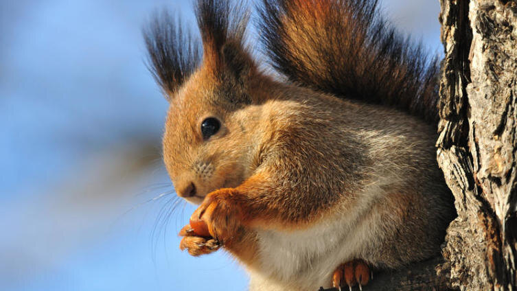     Besedin Igor Shutterstock.com