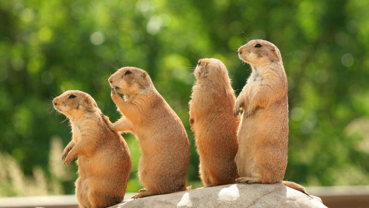    Какого грызуна выбрать? Белка, суслик, сурок Фото: Jaren Jai Wicklund, Shutterstock.com