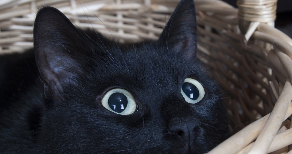 17 ноября 2025 года, понедельник: День защиты чёрных котов, День студентов, День недоношенных детей, День участковых уполномоченных полиции