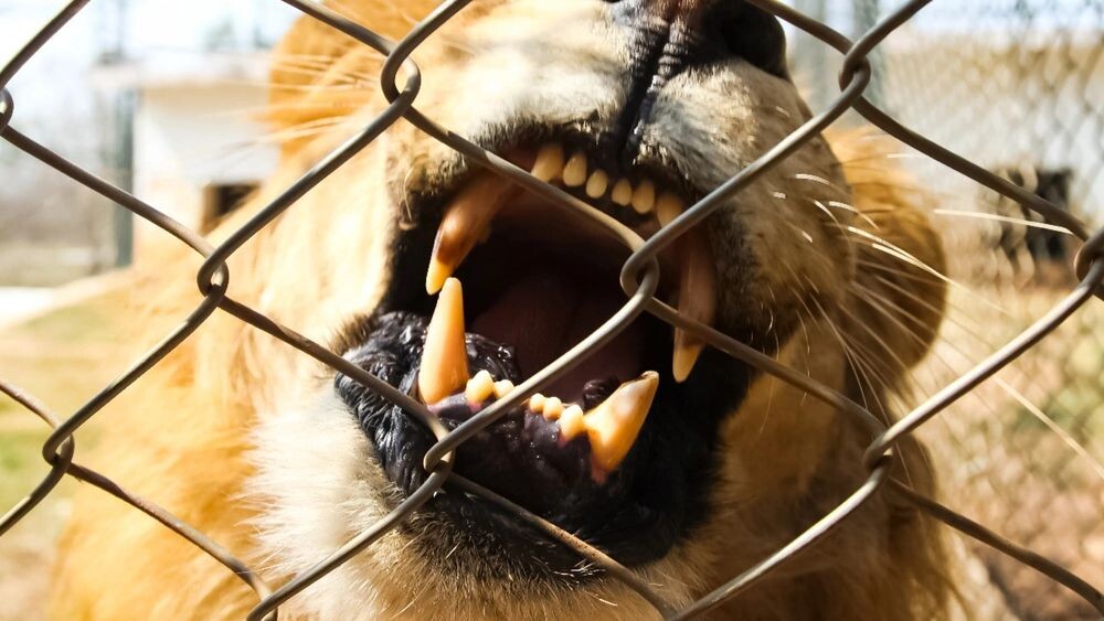    Фото: NZ3/Shutterstock/Fotodom