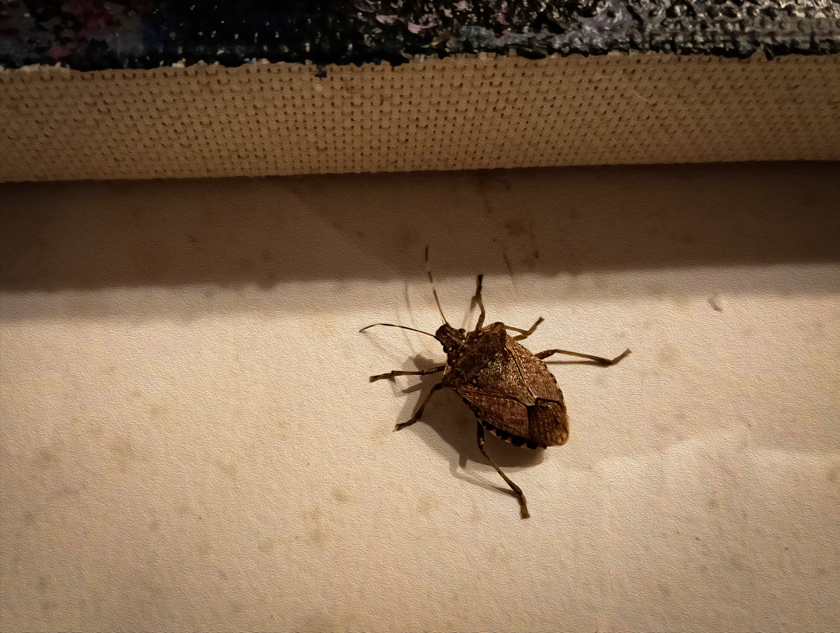 Клоп приобщается к искусству (над ним висит картина маслом)