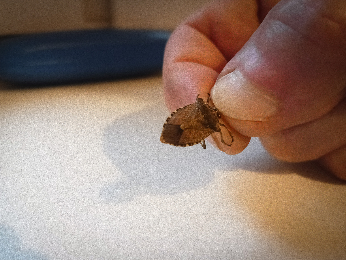 Хватай за усы!