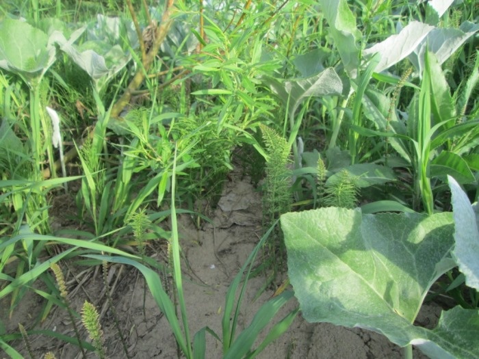 Листья белокопытника ложного (войлочного) на речном берегу летом (фото из архива автора)