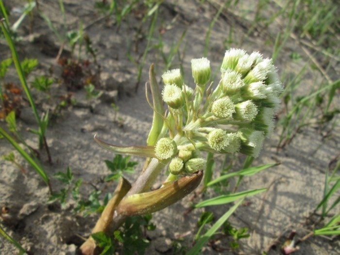 Весенний побег белокопытника ложного с белыми "женскими" корзинками (фото из архива автора)