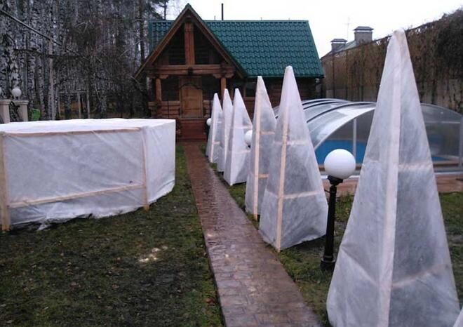 Как укрыть на зиму разные виды роз