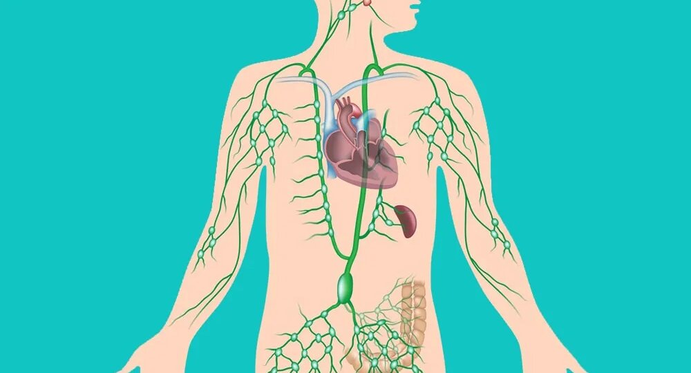 Лимфатическая система и отёки
