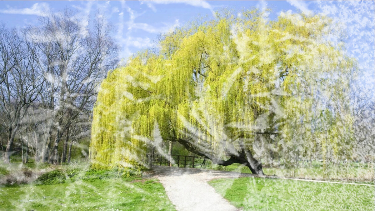 Фото из интернета. Зеленая верба и снег. 