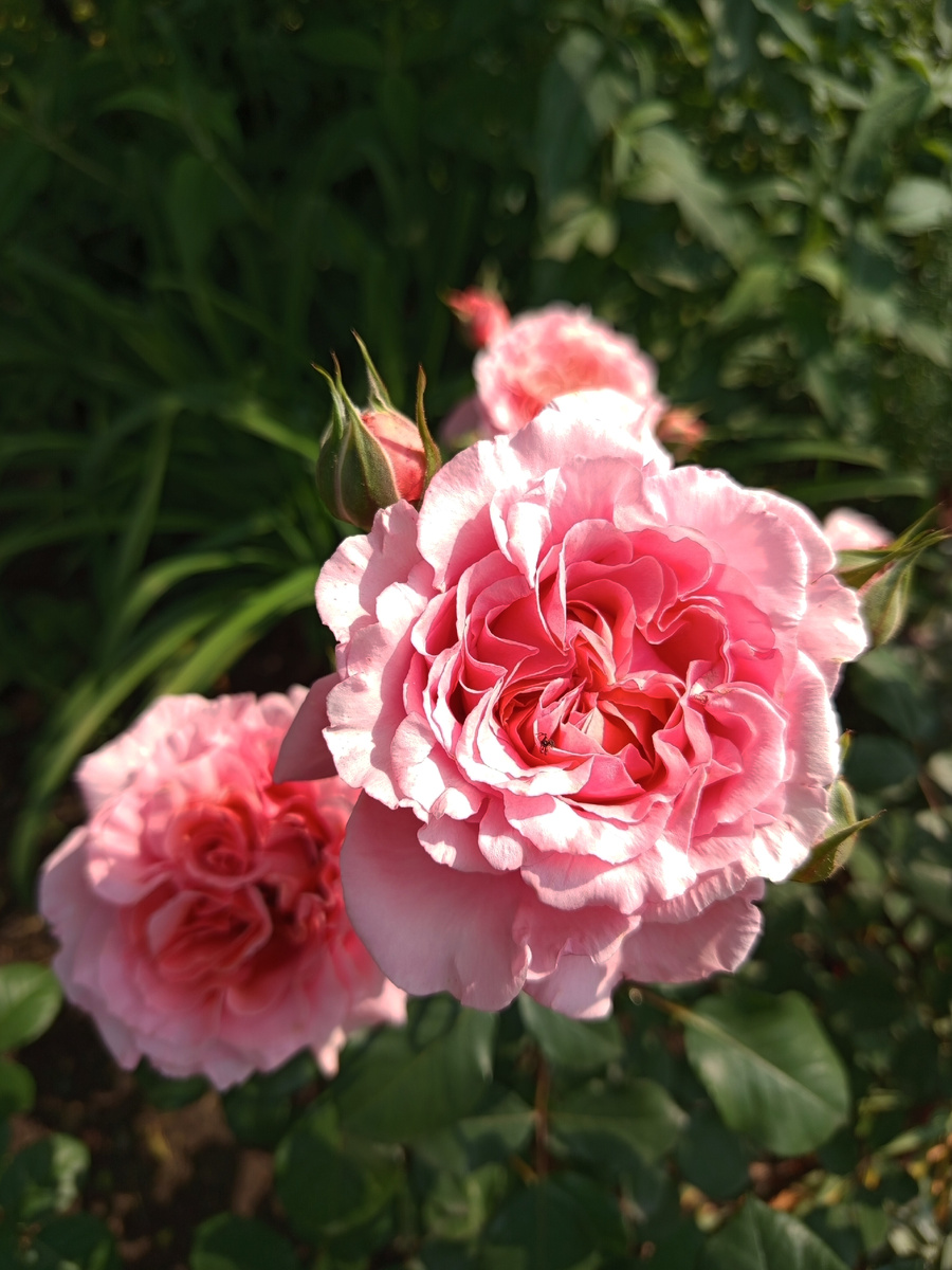 Лоран Каброль🥰💕( у меня два куста этого красавчика)