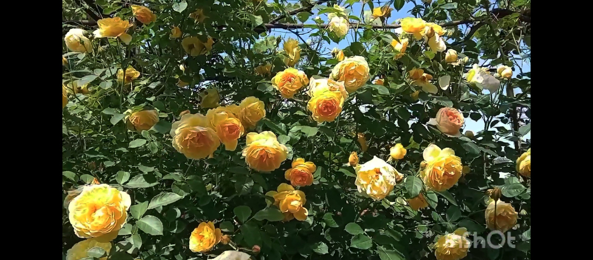 Грехом Томас💖 ( растёт в ажурной тени)