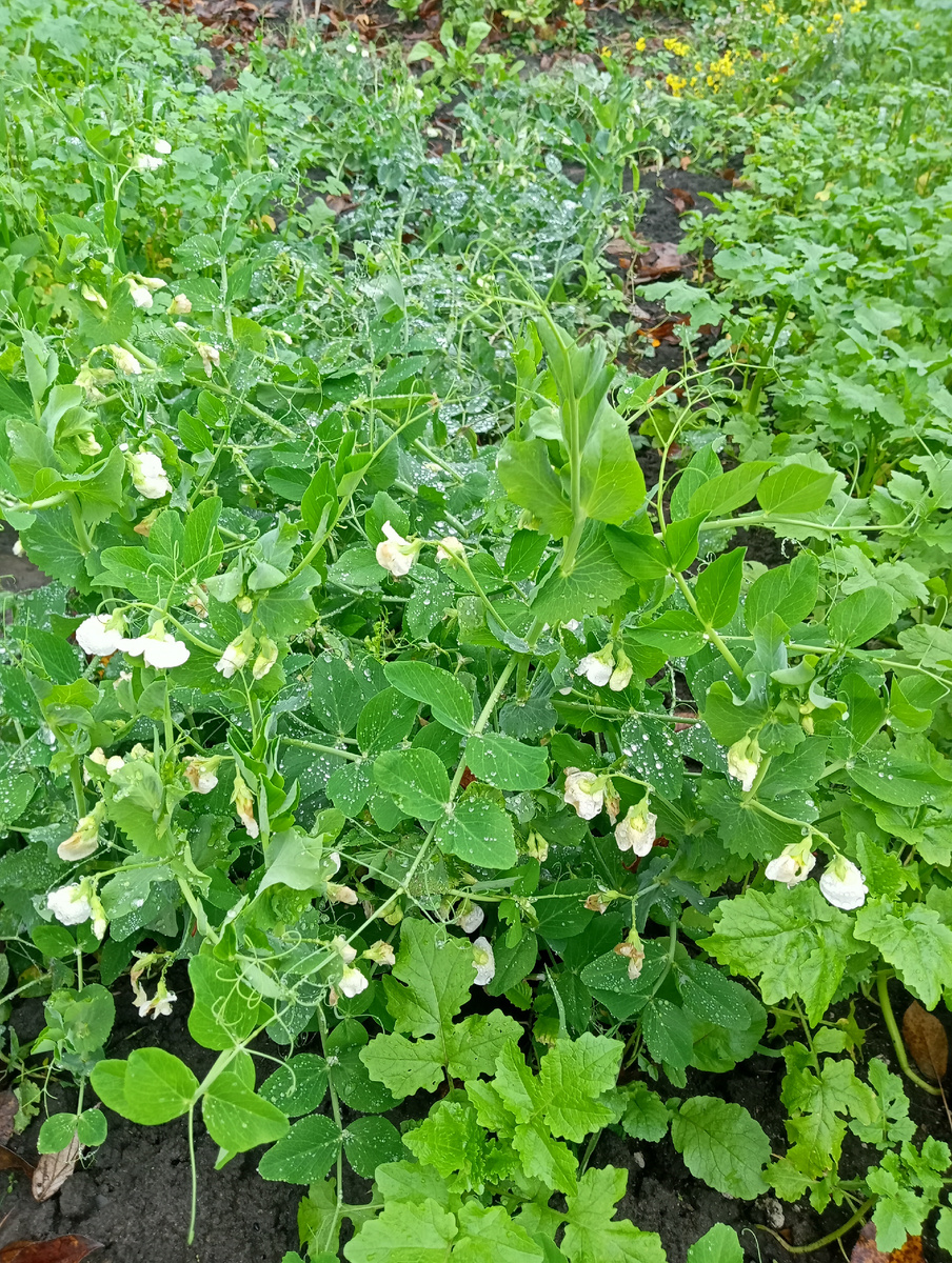 Горох в ноябре