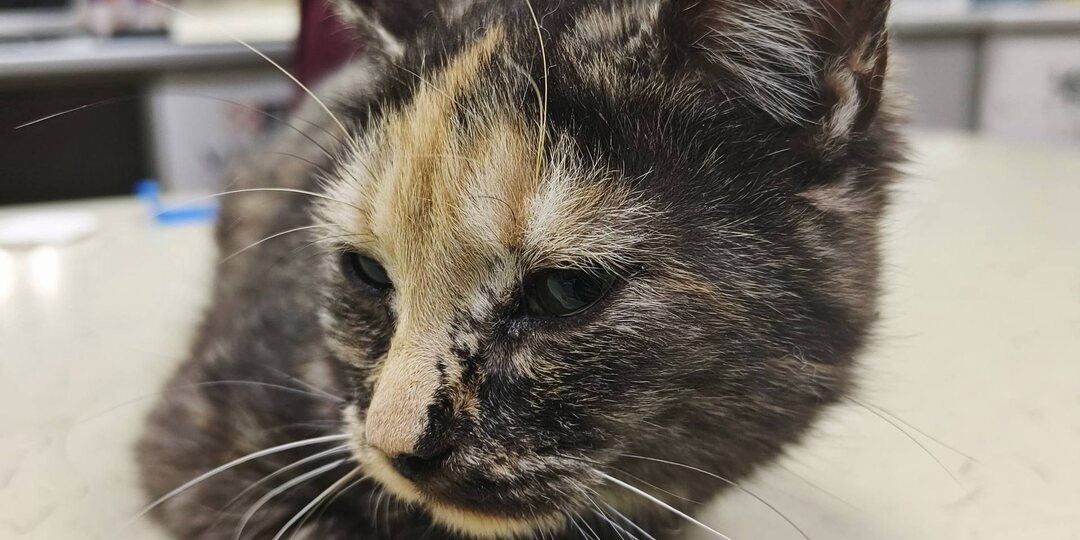 К сожалению , мы не собрали