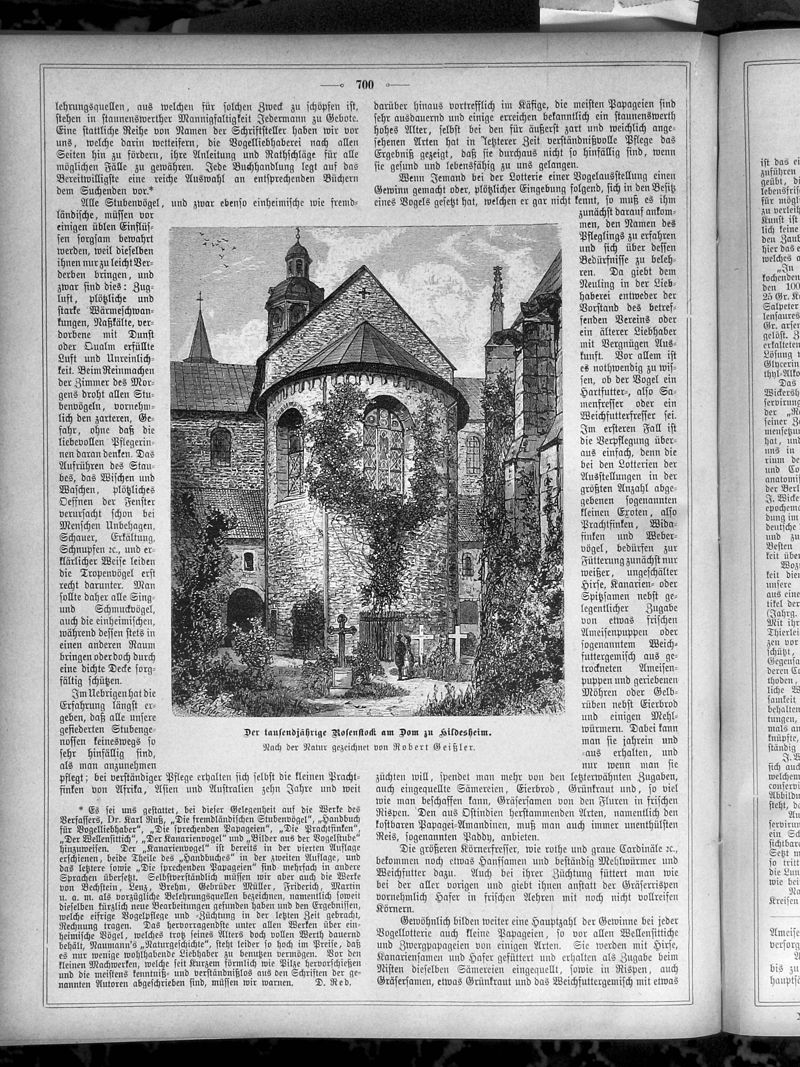 Иллюстрация с изображением розы в немецком журнале Die Gartenlaube (The Garden Arbor) за 1883 год