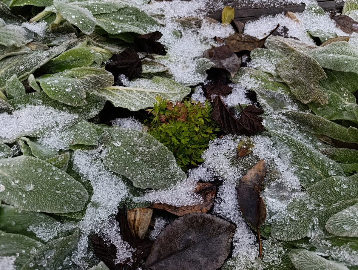 Камнеломка