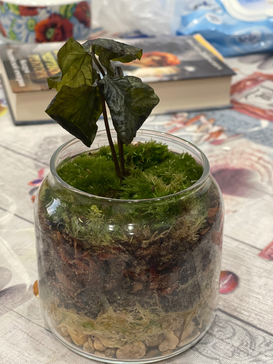 Моя экосистема