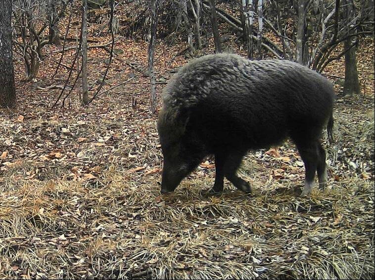    Источник фото: "земля леопарда"