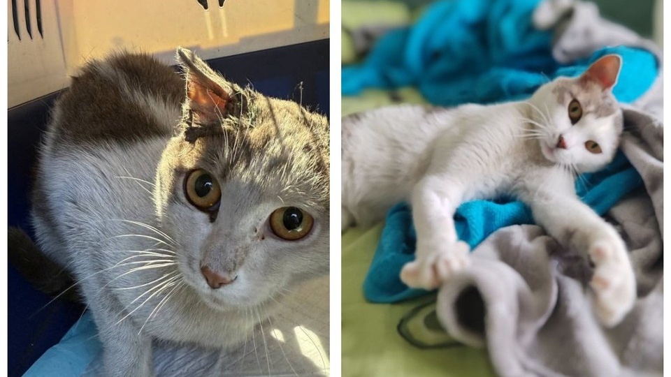 «Никто ни разу не позвонил и не написал»: особенность внешности кота Августа мешает ему найти семью