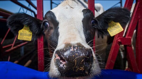    © РИА Новости Крым . Дмитрий Макеев