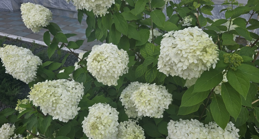    Секреты крупных соцветий метельчатых гортензий, которые надо знать