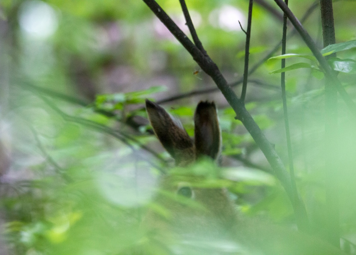 Заяц Беляк 8.06.2024г. Тюмень.