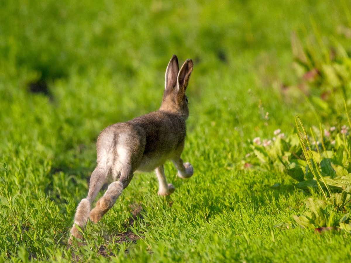 Заяц Беляк. 10.06.2025г. Тюмень.