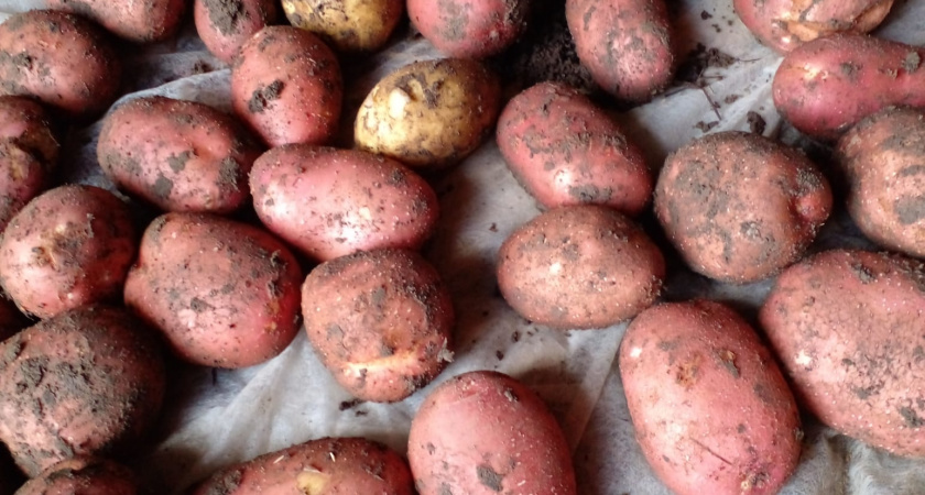    Как хранить картошку в квартире до мая без единого гнилого клубня: рабочий метод из 2-х шагов от опытных огородников