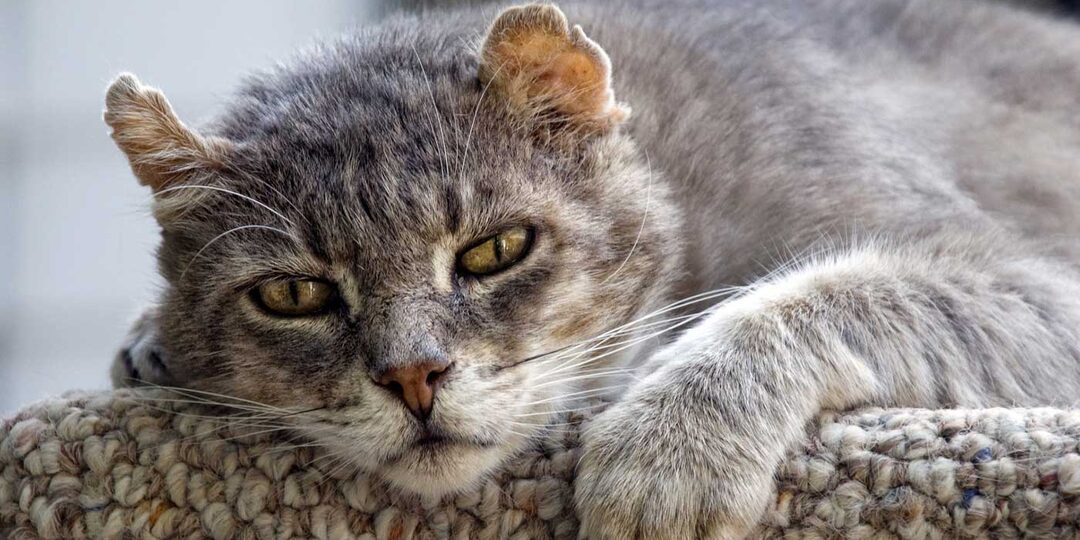 Признаки угасания пожилой кошки: как понять, что время приближается