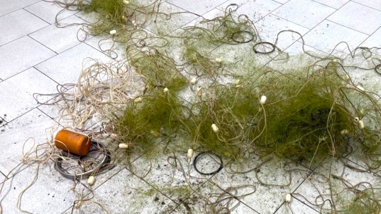    Вартовчане могут лишиться свободы за вылов осетрины