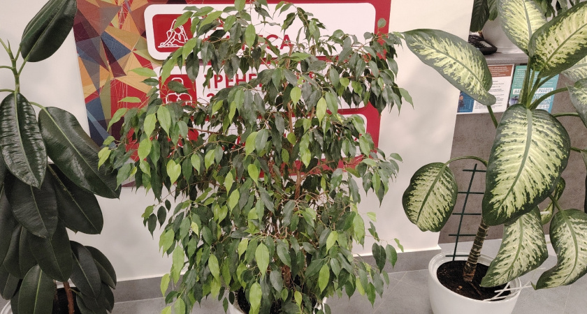    7 шагов к красивому фикусу: из лысой палки в пышный куст - мой личный опыт