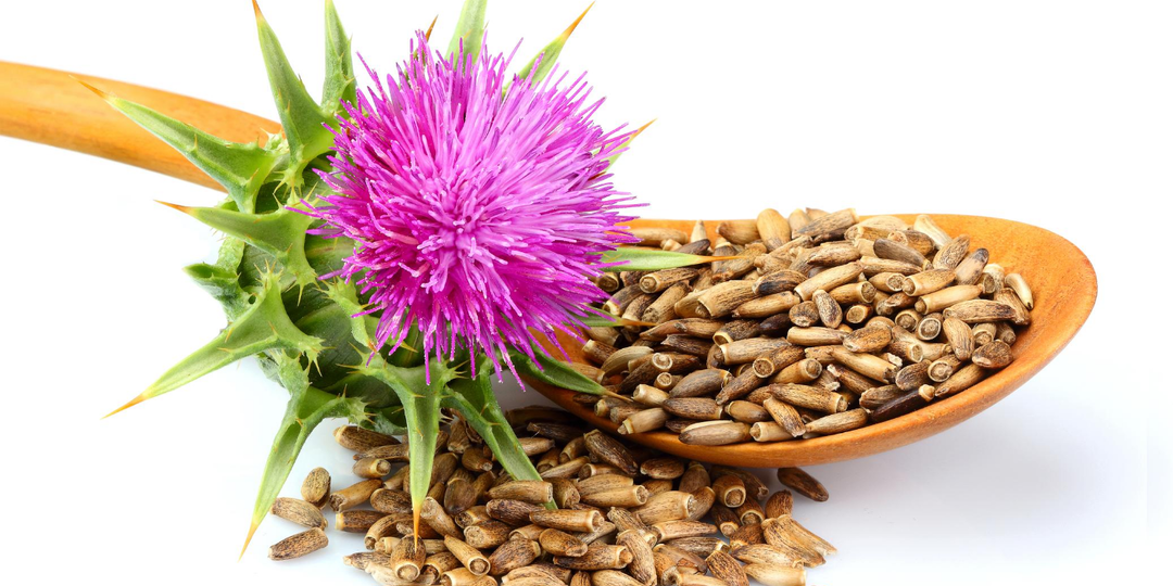 Расторопша — зелёный щит для печени и не только: что скрывает колючее растение?