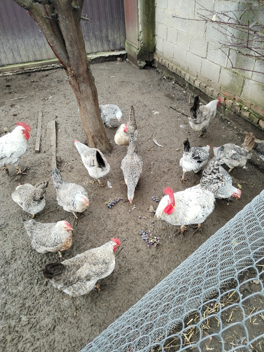 Борковская барвистая. 