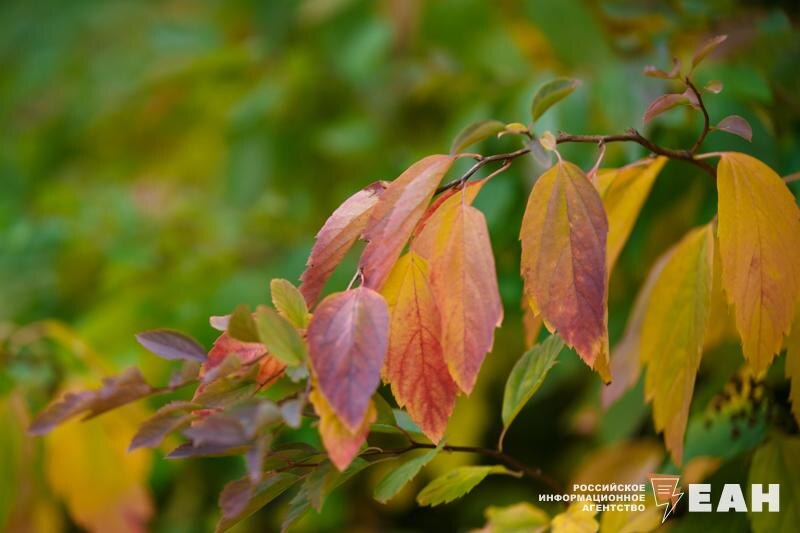    Фото: ЕАН / Желтые листья на дереве
