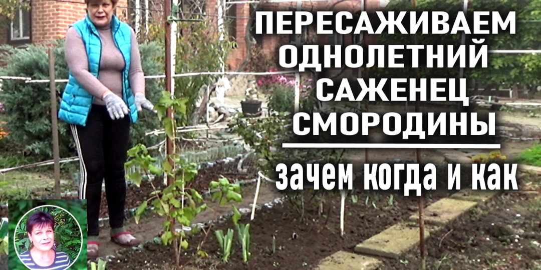 Секрет пышной смородины: почему осенью саженец нужно пересадить заново и как это сделать правильно