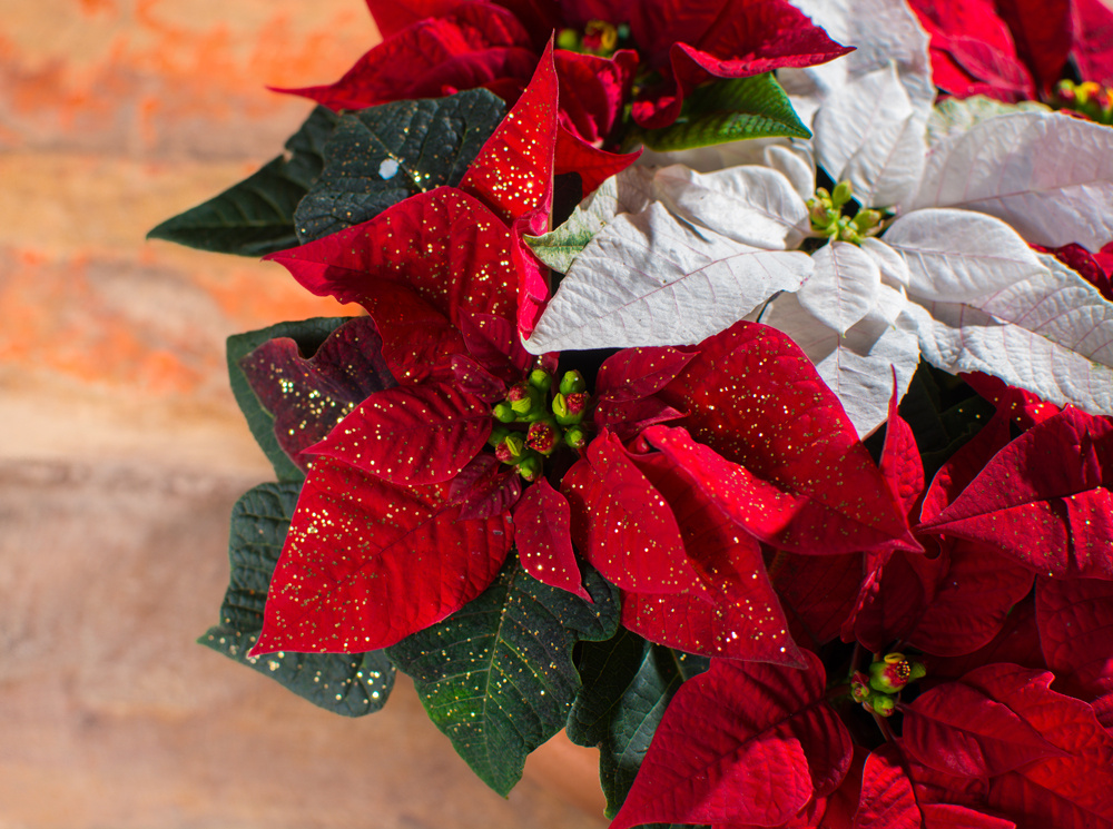 Прицветники (а не цветы) этой рождественской звезды радуют красивым цветением с декабря и до весны следующего года