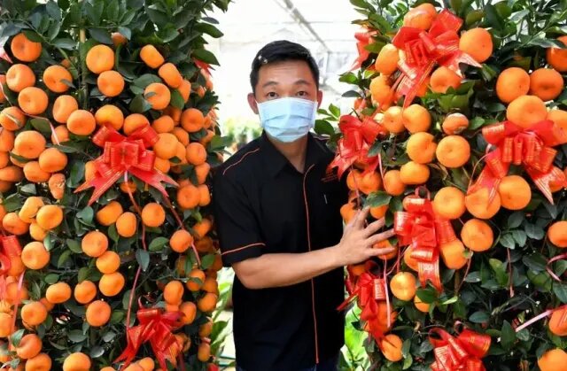 Не беда. что украшения одного цвета на новогоднем дереве, главное, чтобы их на нём было очень много