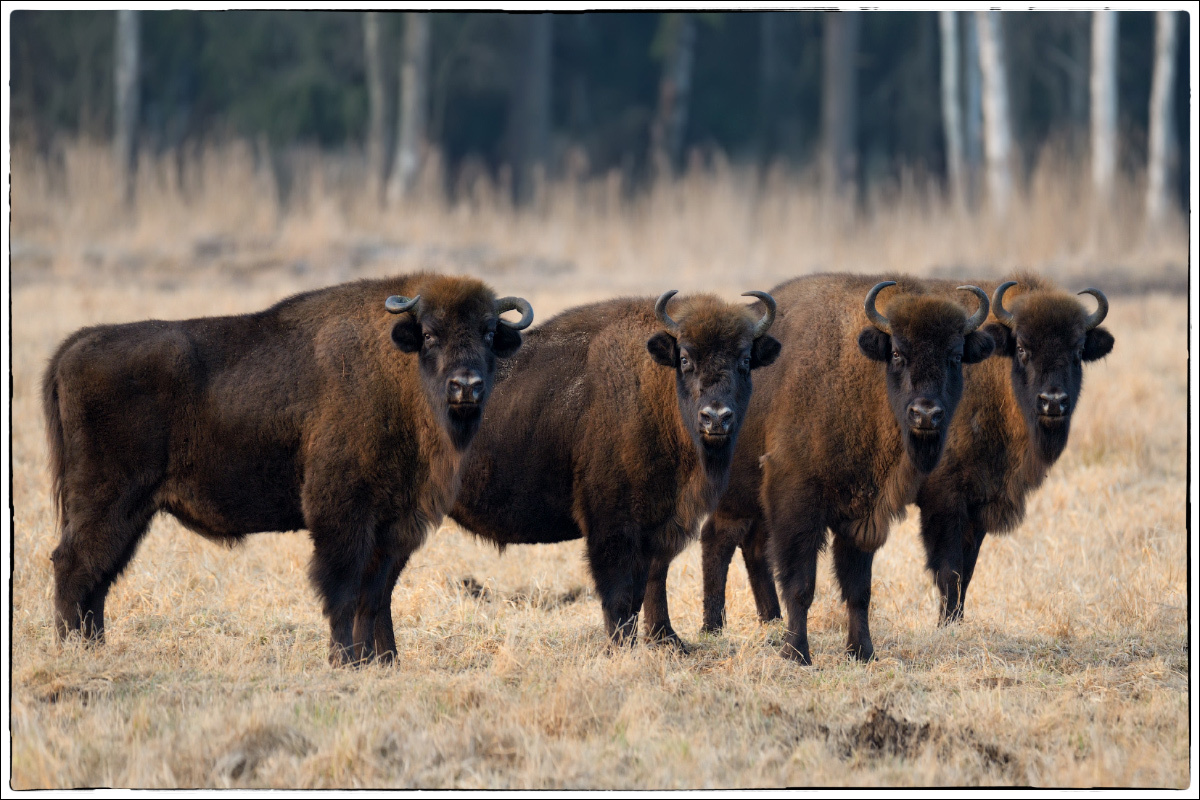 Фото с сайта: https://stanislav-05.livejournal.com/tag/Беловежская%20Пуща/
