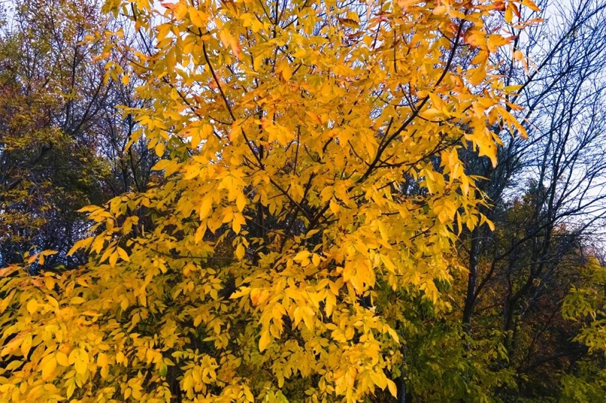    Клен ясенелистный обладает завидной выживаемостью и тягой к массовому распространению.