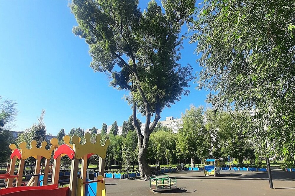    Клён ясенелистный посреди детской площадки. Фото: https://ru.wikipedia.org/