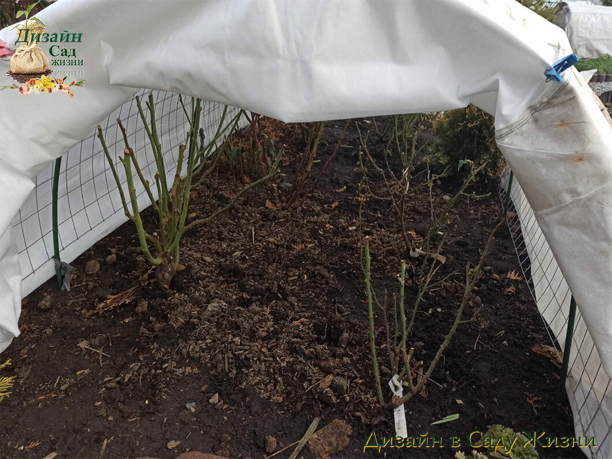 Укрытие декоративных растений на зиму