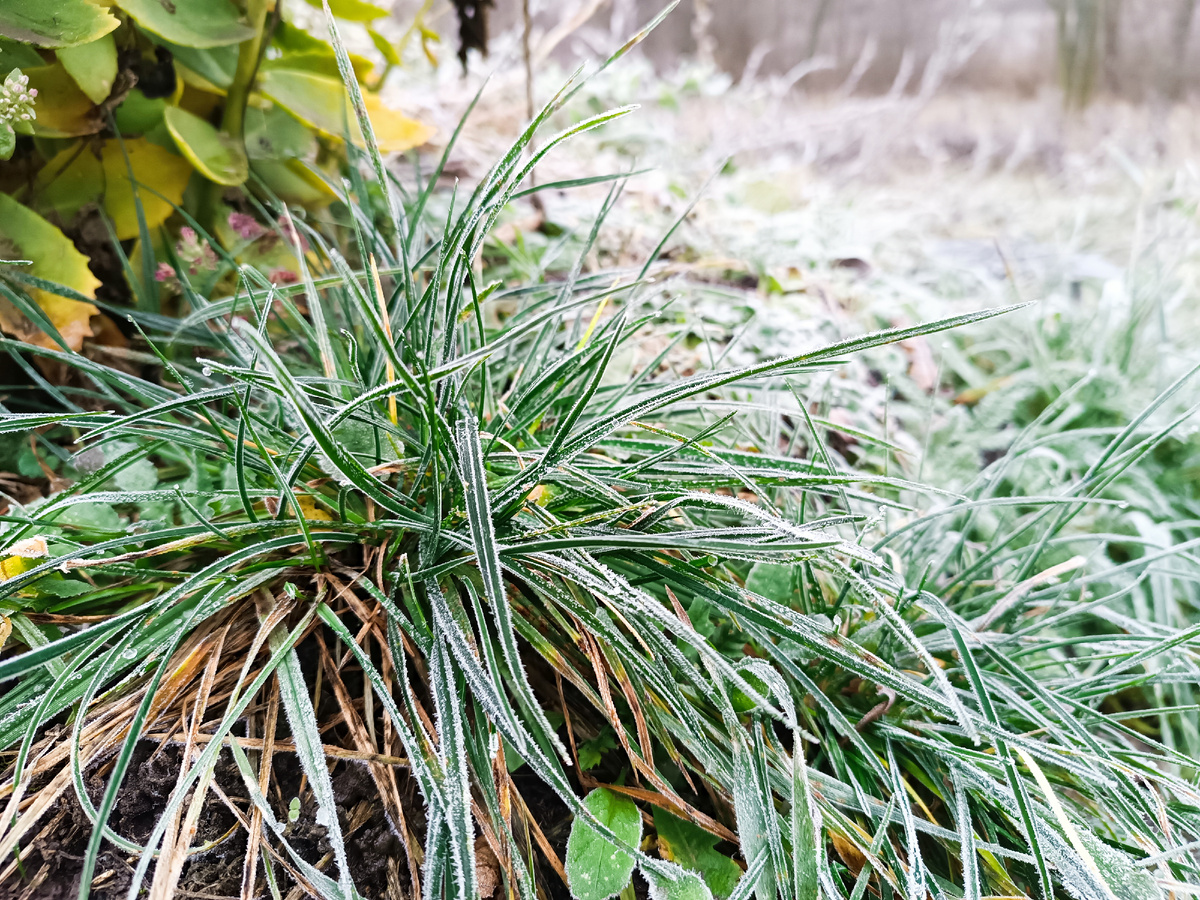 Трава какая красивая 😃