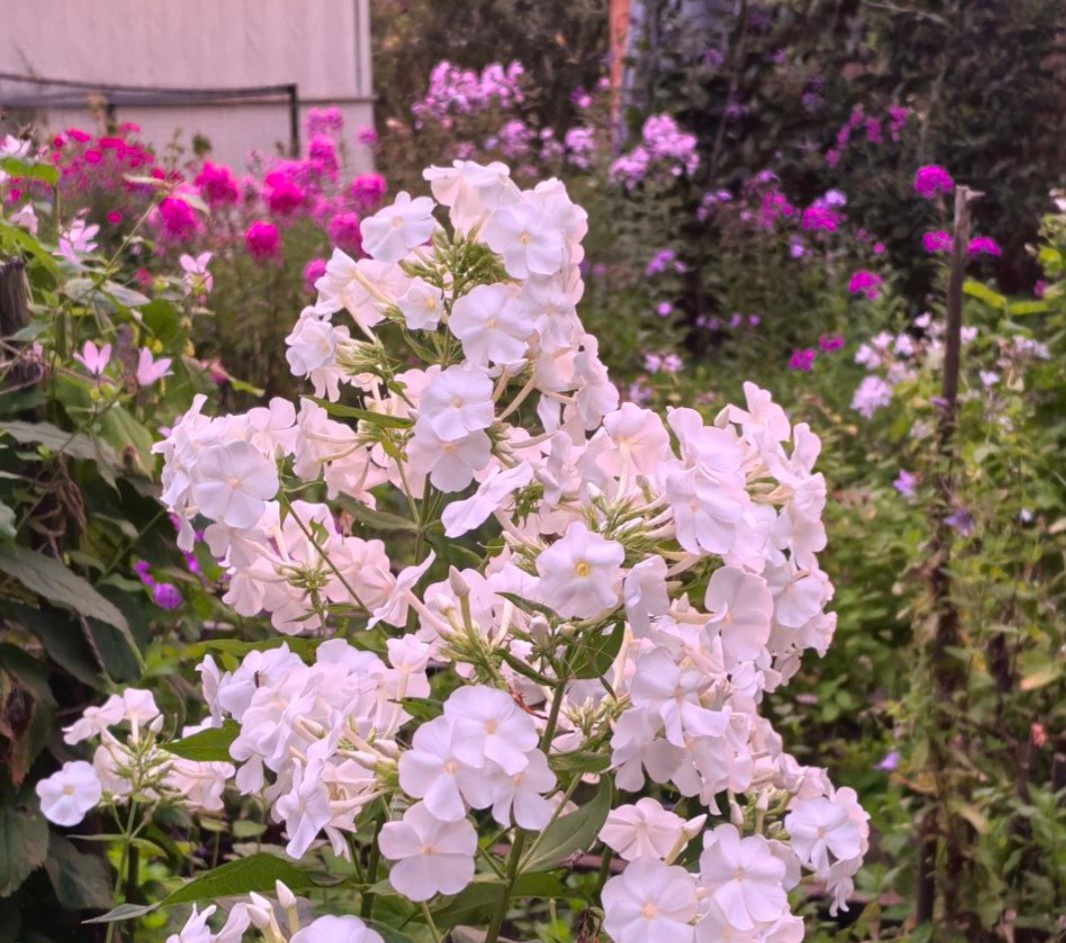 Старинный белый