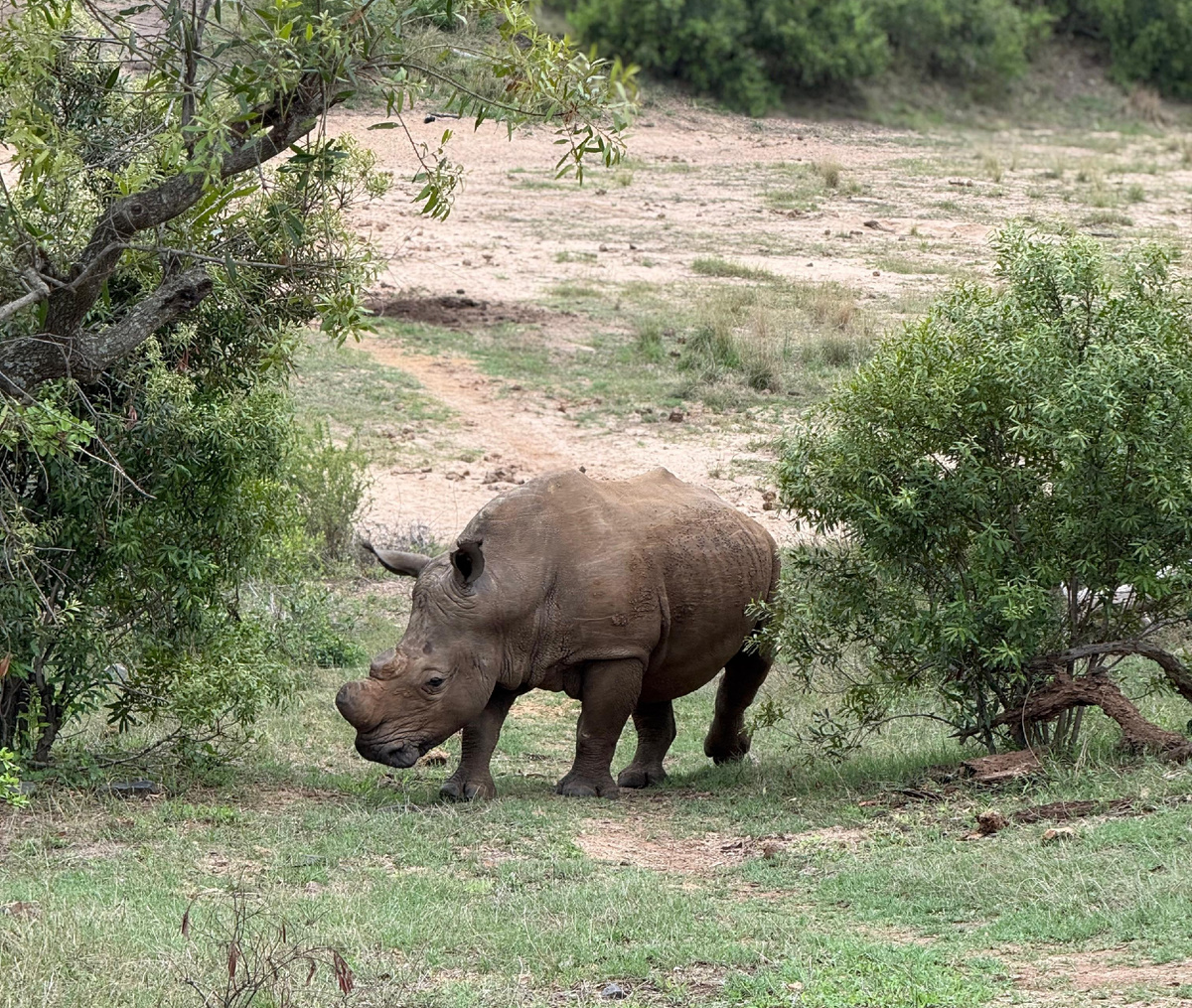 Носорог на сафари в национальном парке Крюгер