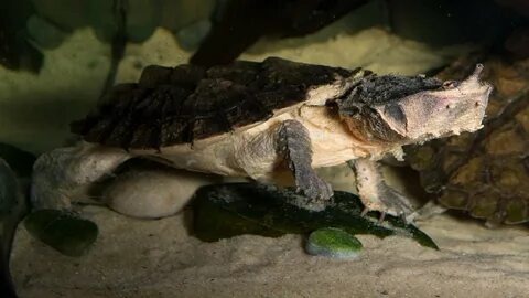 А на дне лежит бревно. Чуть шевелится оно. 