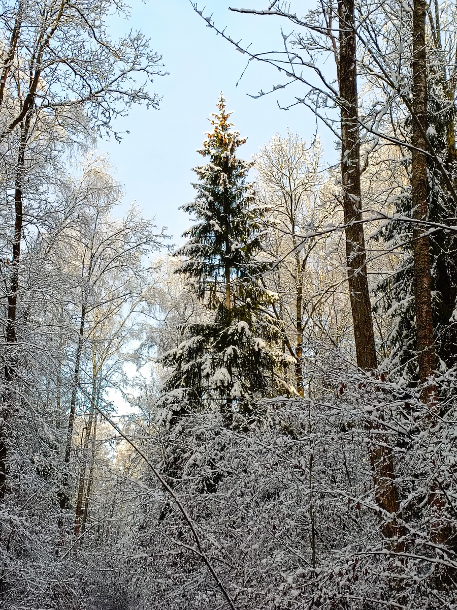 Ёлочка-красавица