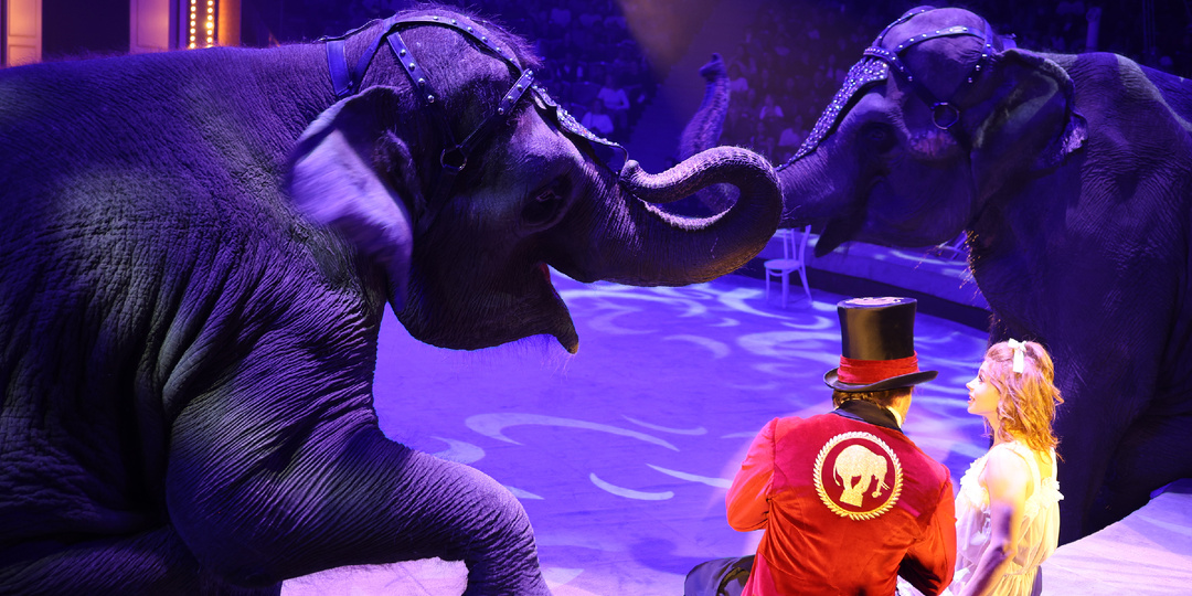 Саратовская компания выкупила цирк для 1500 сотрудников