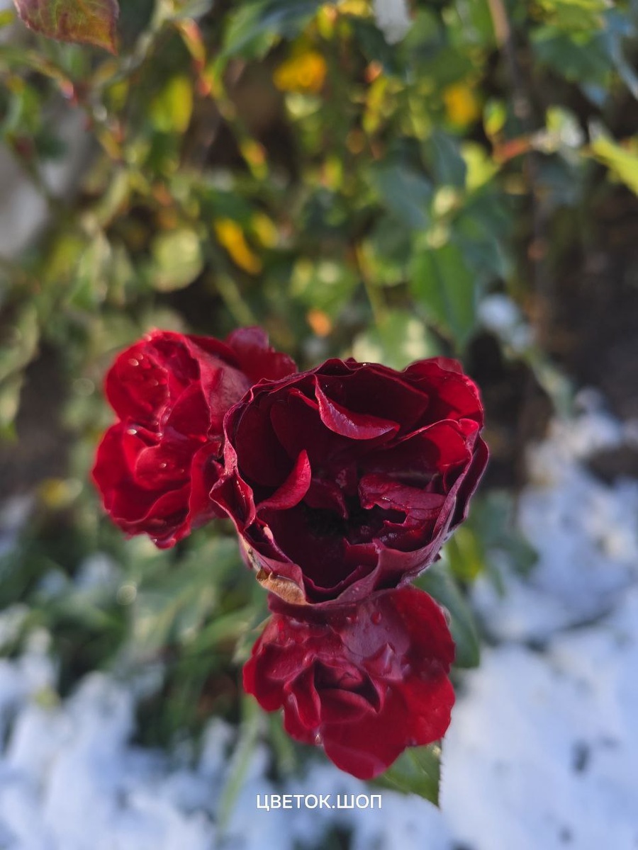 -2