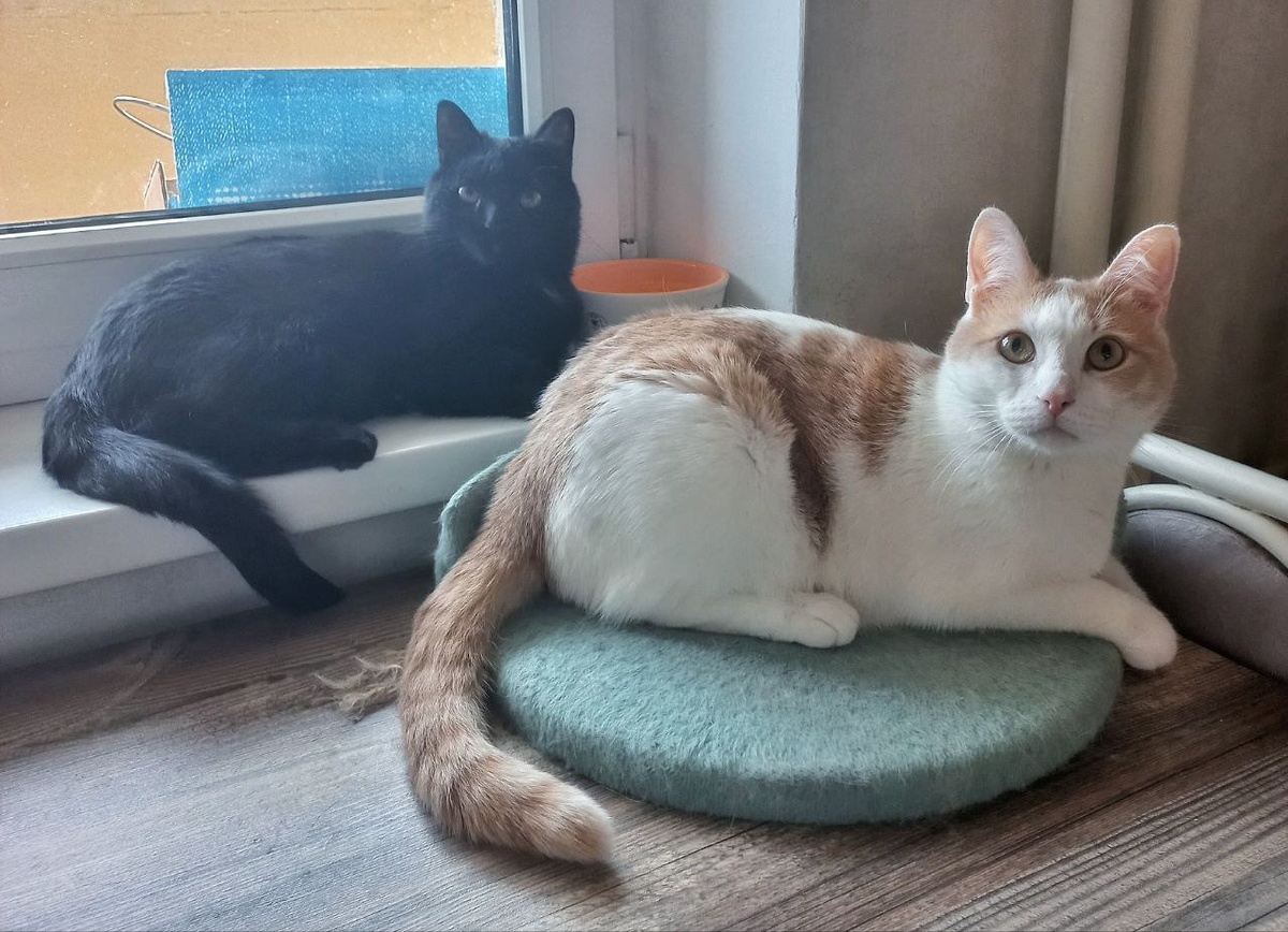 Водопой оккупирован.