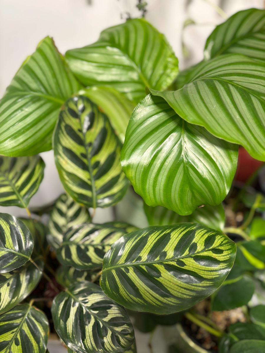 Фото автора. Калатеи.