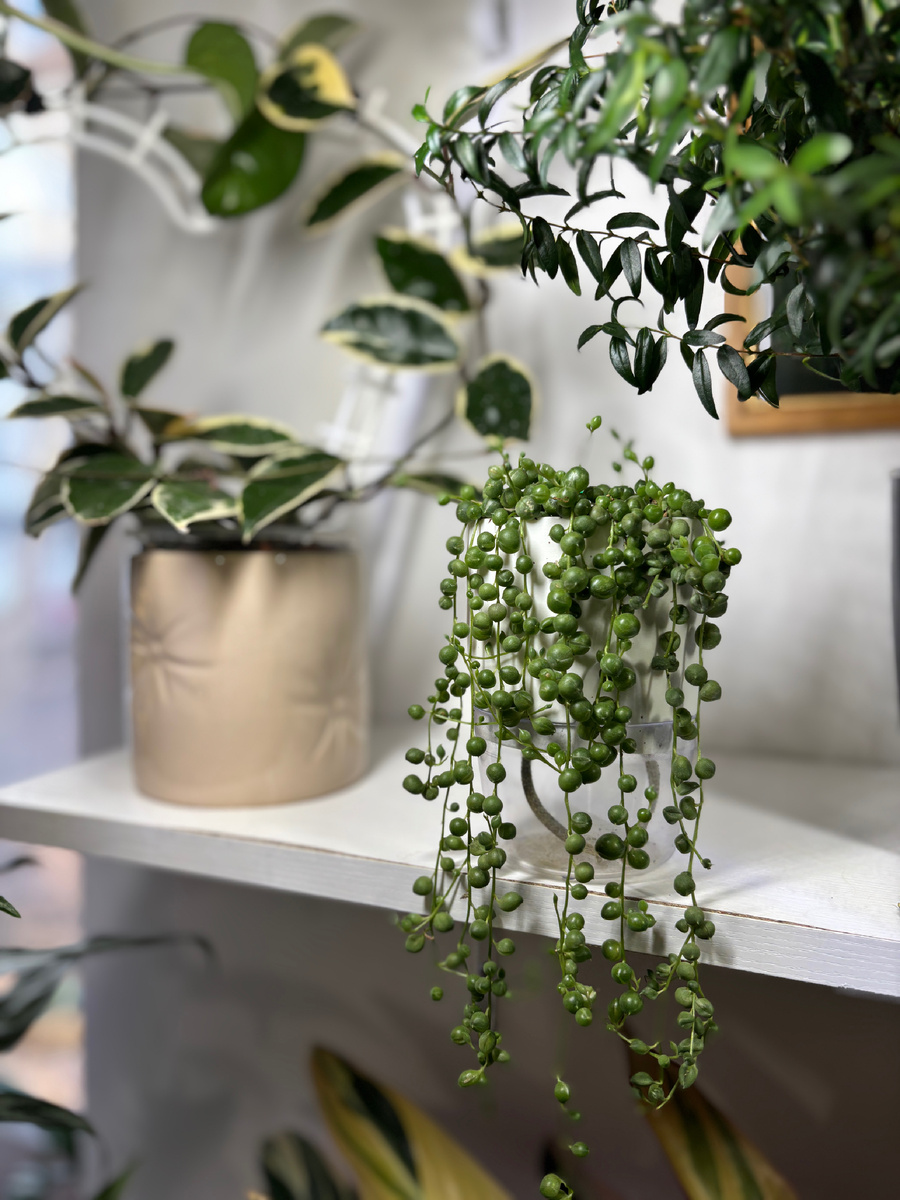 Фото автора . Крестовник Роули.